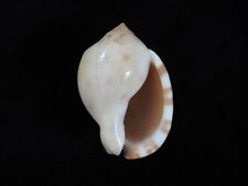 Sea shell Semicassis zeylanica iredalei 50.6mm ID#7244 for sale  Shipping to South Africa