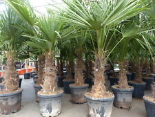 Stämme palme winterhart gebraucht kaufen  Goch