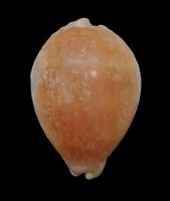 Shell CYPRAEA BRODERIPII S.Africa 76,8 mm for sale  Shipping to South Africa