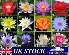 Lotus flower seeds for sale  LONDON