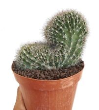 Pachycereus Pringlei Crested Crest Crested 15RR, used for sale  Shipping to South Africa