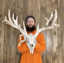 Weathered real whitetail for sale  Port Matilda