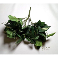 Long green leafy for sale  Brookville