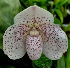 Paphiopedilum psyche hybride gebraucht kaufen  Hochfeld,-Uni-/Antonsviertel