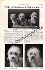 1929 Dandie Dinmont original 3 page article & 8 photos from Country Life - Rare, used for sale  Shipping to South Africa