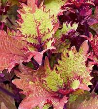 Coleus special henna for sale  Shipping to Ireland