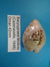 Barycypraea teuleri coquillage d'occasion  Conty