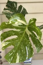 Monstera Thai Constellation Very Healthy Large Cutting with Roots for sale  Shipping to South Africa
