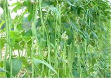 Vegetable bean yard for sale  HIGH WYCOMBE