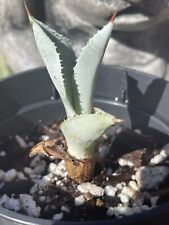 Agave pygmea dragon for sale  Phoenix