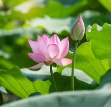 Samen lotusblume wunderschöne gebraucht kaufen  Eisingen