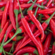 Hot cayenne pepper for sale  Minneapolis