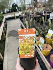 Acer tree orange for sale  DEREHAM