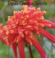 Sale dahlia octopus for sale  BUSHEY