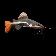 Red tail catfish for sale  GLASGOW