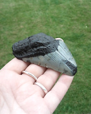 Genuine megalodon tooth for sale  WESTON-SUPER-MARE