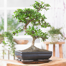 Bonsai chinese elm for sale  UK