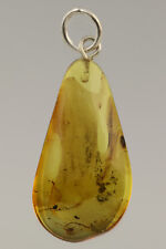 HARVESTMEN OPILIONE & DIPTERA LARVA BALTIC AMBER Silver Pendant 1.3g 180801-25 for sale  Shipping to South Africa