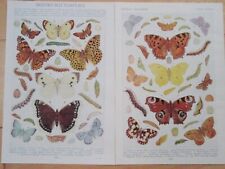 British butterflies old for sale  NORWICH