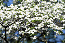 American white flowering for sale  Massillon