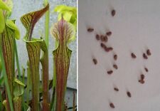 Semi sarracenia oreophila usato  Grumo Appula