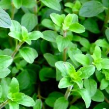 Greek oregano seeds for sale  Minneapolis