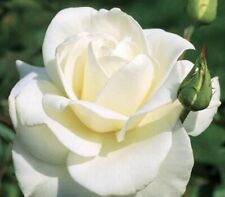 John kennedy rose for sale  Elkhart