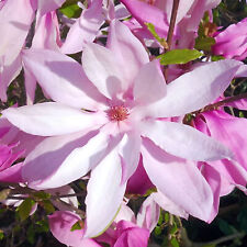 Magnolia betty deciduous for sale  UK