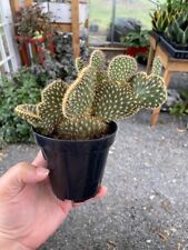 post scratching cat cactus for sale  Barnesville