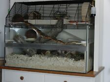 Hamsterterrarium zubehör gebraucht kaufen  Kaufering
