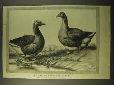 1887 illustration pair for sale  Madison Heights