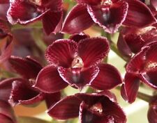 Orchid plant ctsm for sale  Honolulu