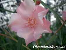 Oleander ville carpentras for sale  Shipping to Ireland
