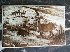 Picture postcard deer for sale  LONDON