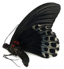 Papilio memnon bunguranomemnon gebraucht kaufen  München