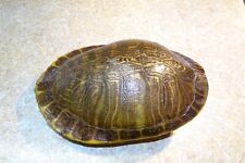 River cooter turtle for sale  Alden