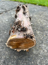 Yew wood log for sale  Shipping to Ireland