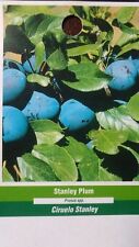 stanley plum fruit trees for sale  Ben Wheeler