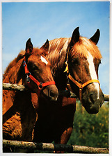 Pferde postkarte korsch gebraucht kaufen  Langen