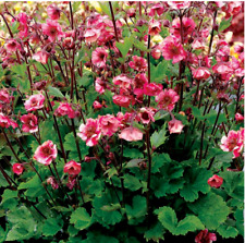 Geum tempo rose for sale  DURHAM