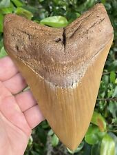 Megalodon shark tooth for sale  Altoona