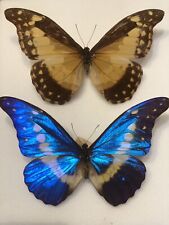 Entomologie morpho helena d'occasion  Estissac