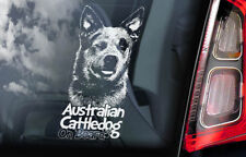 Australian cattle dog for sale  Shipping to Ireland