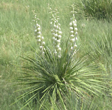 Yucca glauca cm usato  Napoli