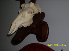 European deer plaque for sale  New Albany