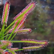 Carnivorous drosera capensis for sale  SCARBOROUGH