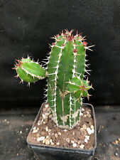 Euphorbia echinus vivaio usato  Massafra