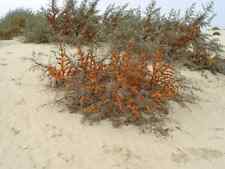 Sea buckthorn plants for sale  INVERNESS