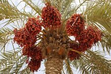 Date palm seeds for sale  WORTHING