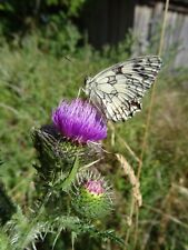 Cirsium vulgare lanzett gebraucht kaufen  Bad Kissingen